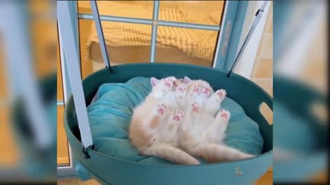 ❤️Baby cats - cute and funny cat videos that made you laugh