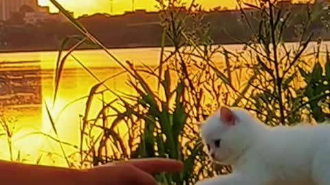 A group of cat "children" play outdoors