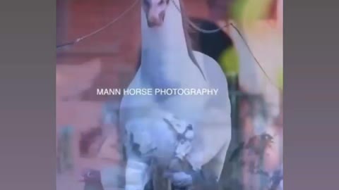 INDIAN HORSE TRANING