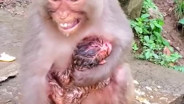 A New Born Baby By A Monkey Mom