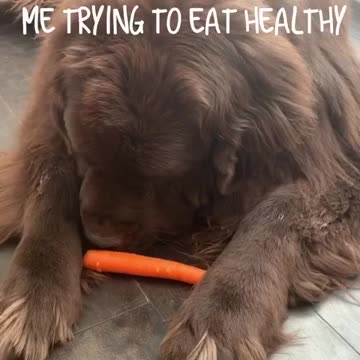 Newfoundland struggles to eat his veggies