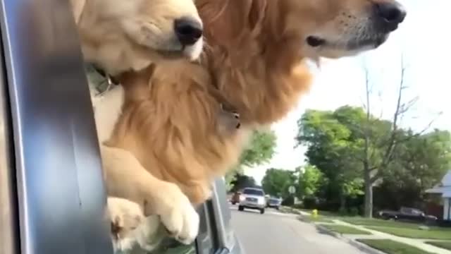 Cutest Golden Retriever Puppies