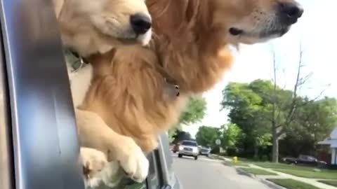 Cutest Golden Retriever Puppies