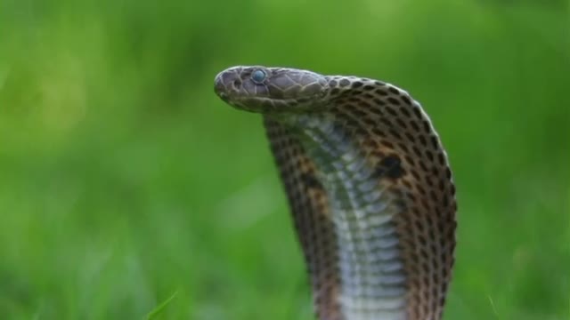 aggressiveness of cobra snake