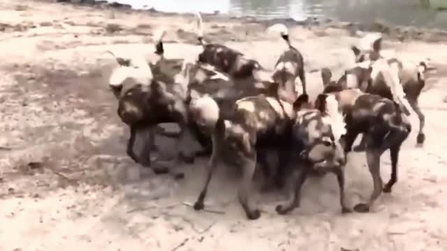 Wild Dog Attacking Deer