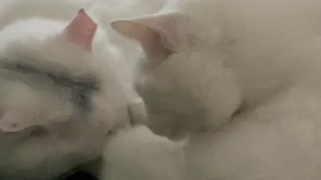 White cat grooming the brothers