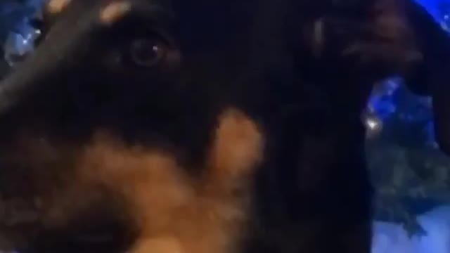 Music black dog getting face zoomed in