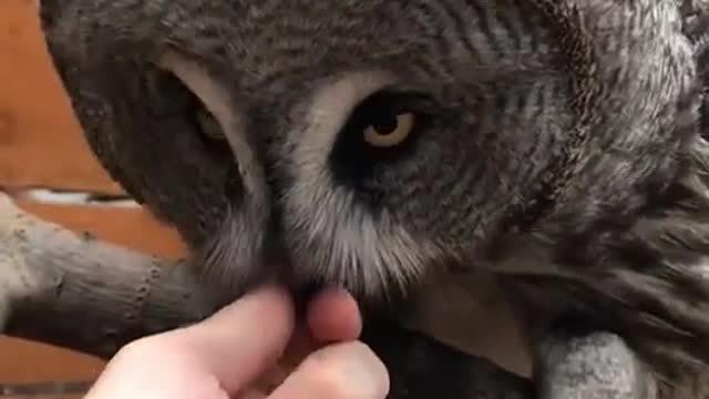 funny owl shouting a boy must watch