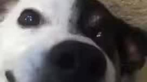 Funny Dogs Videos Funny Dogs Wasted dog