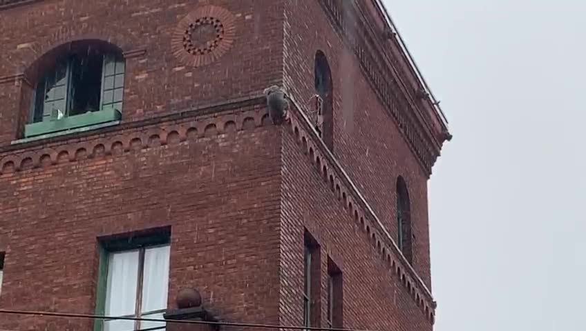 Raccoon Scales Wall in Winter Storm