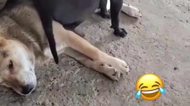 dog funny #shorts 2022🐕🐕🐕🐕🐕🐕🐕🐕