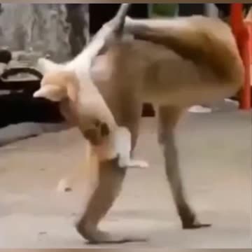 funny animal videos