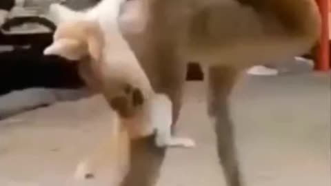 funny animal videos