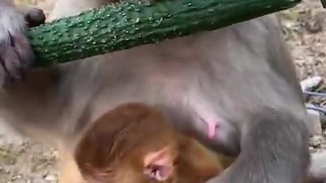 Cute Video: Cute Monday eating cucumber and taking care of its baby