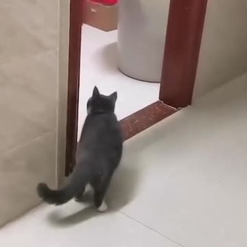 Scared the shit out of the cat