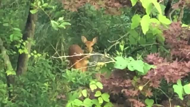 Cute deer in the little forest of resort