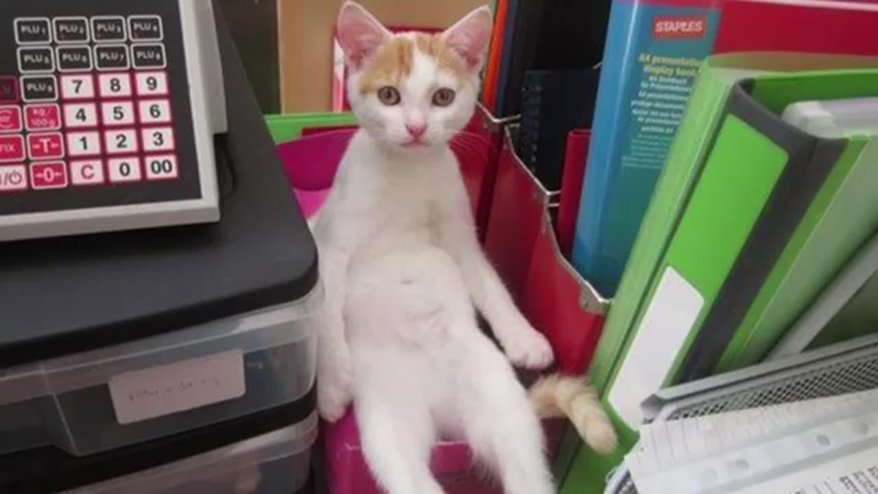 The Weirdest Cat In The World 🐱🤣 Funny Cat Videos of 2024