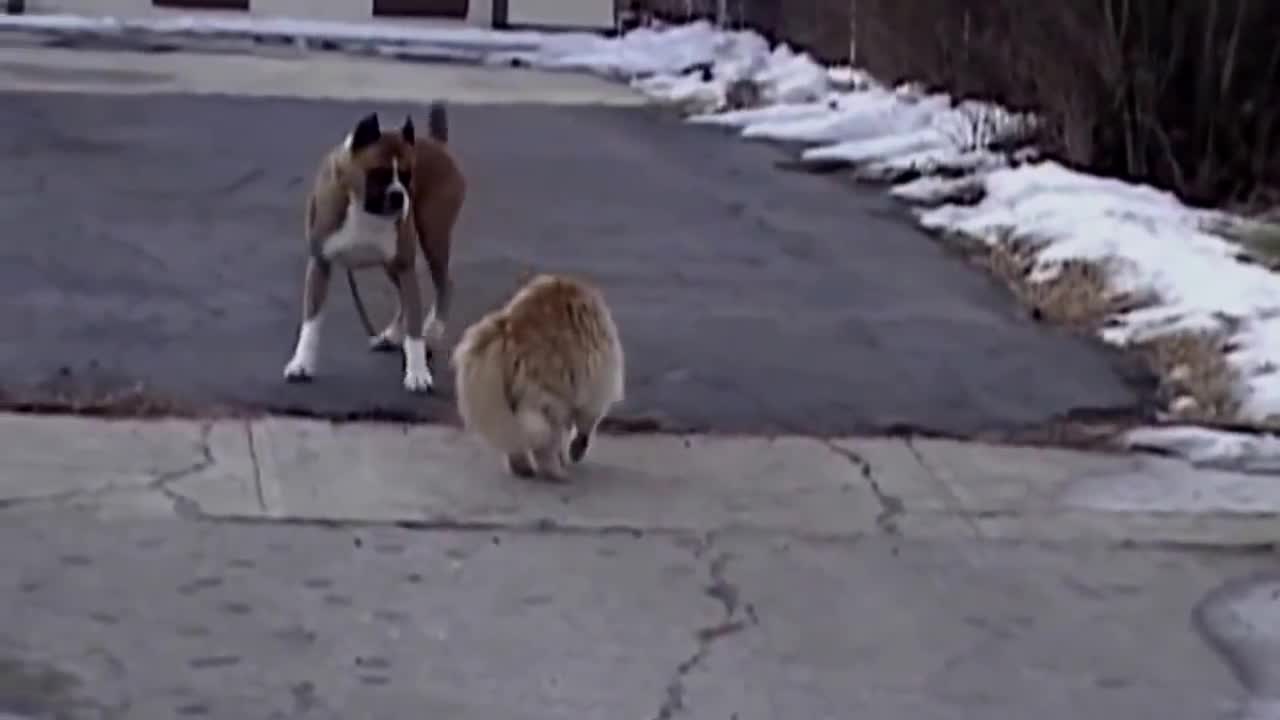 Angry cat attack dog