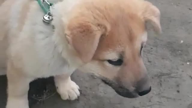 A cute puppy is protecting the field.