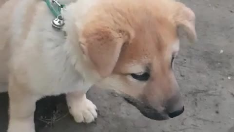 A cute puppy is protecting the field.