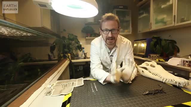 Anatomy of a Dwarf Crocodile (Part One) - Earth Unplugged_Cut.mp4