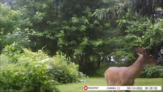 Backyard Trail Cam - Deer checks out Mulberry Tree