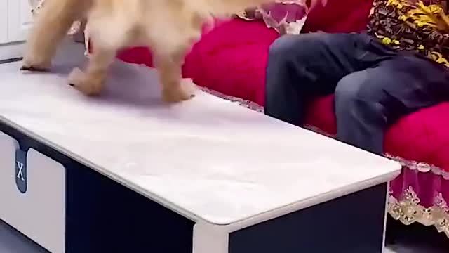 See What Dog Done After His Food Dropped 😂😂😂😂