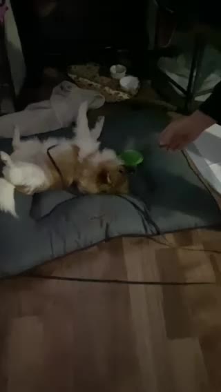 Cute lazy puppy snscks🤣🤣🤣🤣