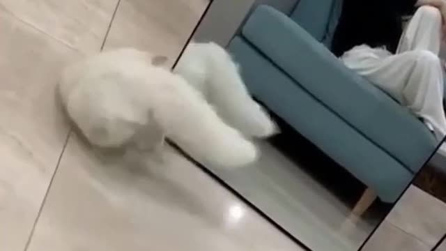 Funny Cats Play With Mirrors