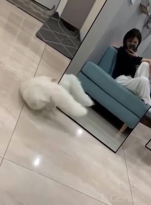 Funny Cats Play With Mirrors