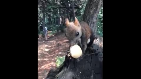 Fruit attracted squirrels