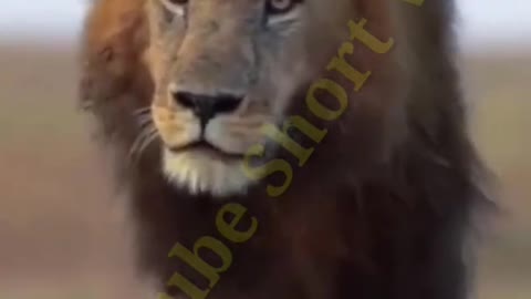 Beautiful animal