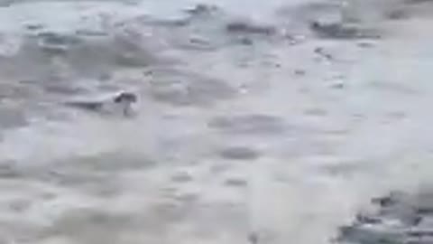 Rabbit emerges from the ocean. We have officially gone mad.