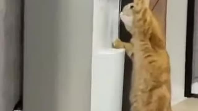 #short intelligent cat | Funny video | Viral video | Funny meme | Whatsapp status vid