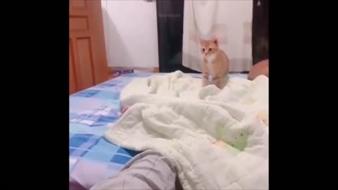 Best Of The 2021 Funny Animal Videos #09