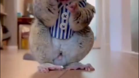 Funny animal videos