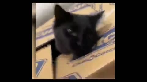 Funny video clips, edited and cool in 2022