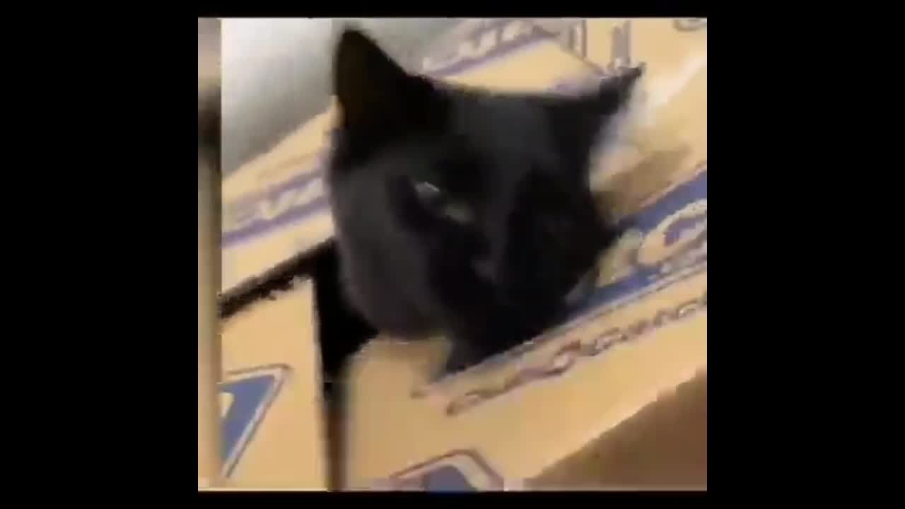 Funny video clips, edited and cool in 2022
