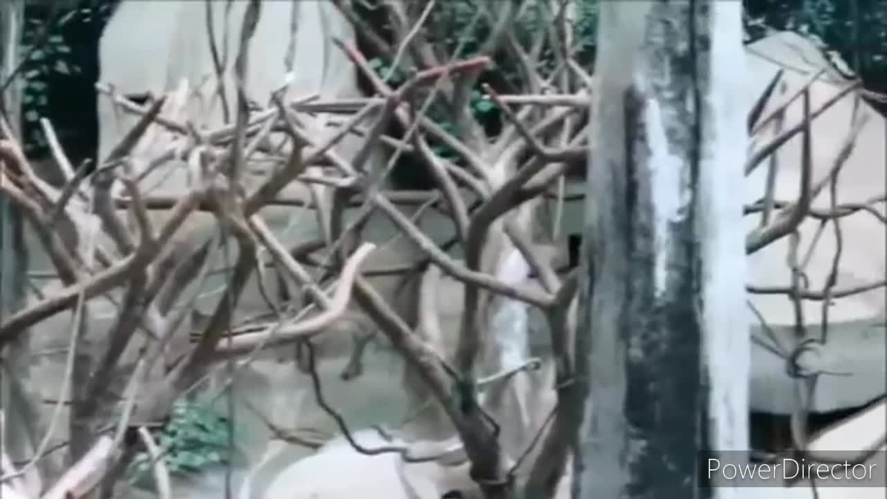 This monkey is better than spiderman