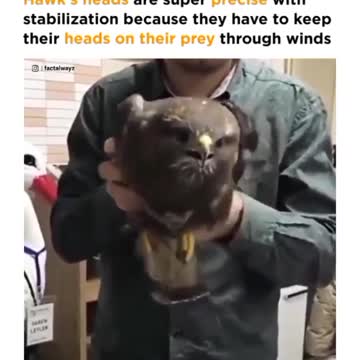 The bird that does not move its head only its body