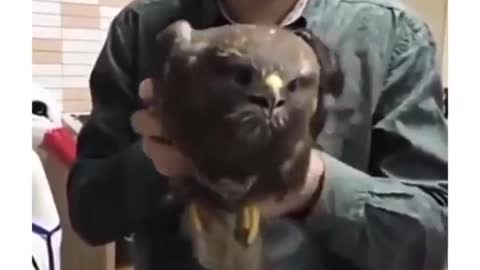 The bird that does not move its head only its body