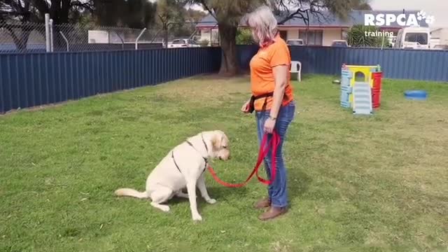 Dog Training Series - Lesson 1: How To Teach Your Dog To Sit And Drop