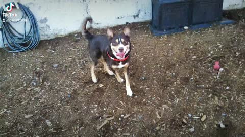 Super Daycare Happy Dog