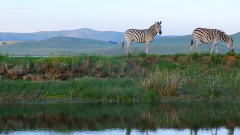 Zebra Animal planet video