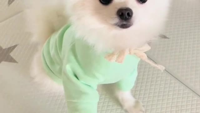 Do you really love puppies or does every puppy want to be patted on the head