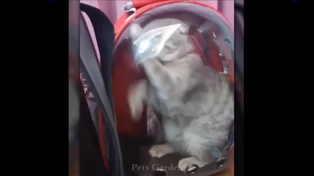 Cute Animals ( Cats and Dogs)