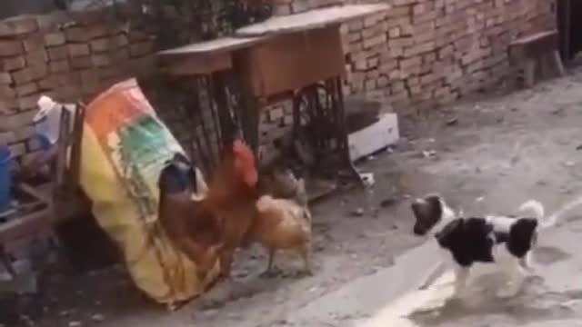 Hen Angry
