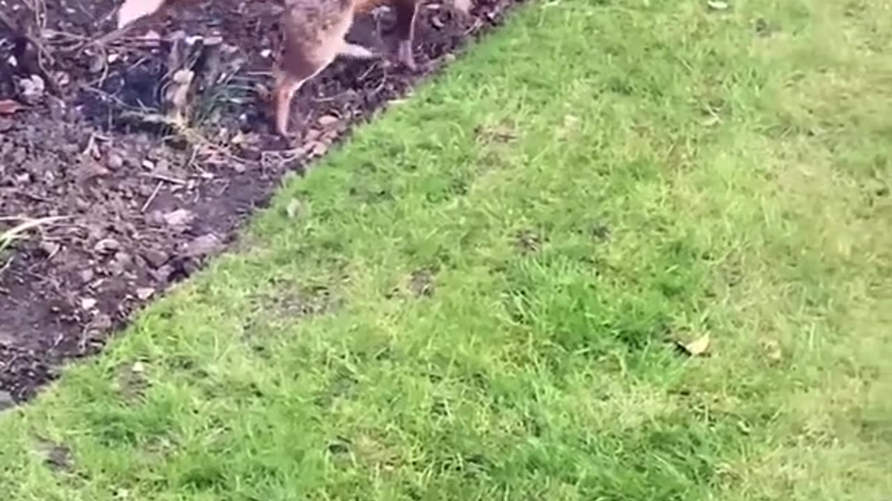 Fox