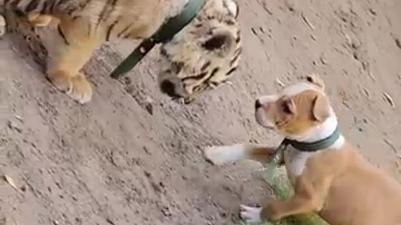 Cute dog want to fight with Bengal tiger__