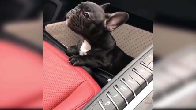 Baby Dogs - Cute and Funny Dog Videos Compilation